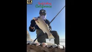 California Surf Fishing | surfperch & striped bass fishing, my first striper of the year (04/01/24)