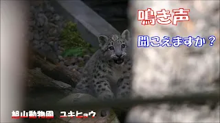 旭山動物園 ユキヒョウ（ジーマと赤ちゃん）鳴き声、聞こえますか？