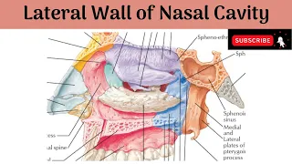 Lateral Wall of Nasal cavity | Formation | Conchae | Meatuses | Air sinuses Opening | Blood Supply