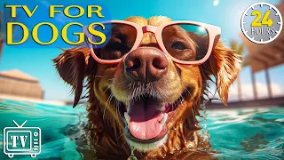 24 Hours Music for Dogs with Anxiety: Dog TV! How to Relax Beach with Calming Stress Relief for Dogs