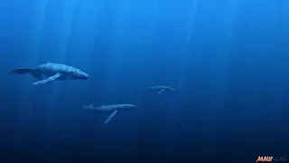 Eye-to-Eye with Humpbacks at Maui Ocean Center