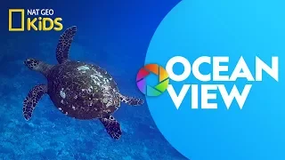 Ocean View | Ready, Set, Zoom!