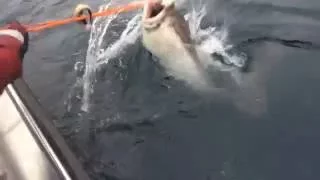 The biggest ever halibut catch!!!