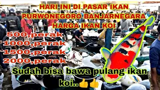 500,perak 1000,perak 1500,perak dah bisa bawa pulang koi di pasar ikan purwonegoro banjarnegara