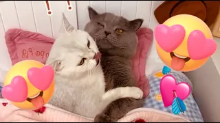 Mating cats #cats #love #funnyvideo #cats