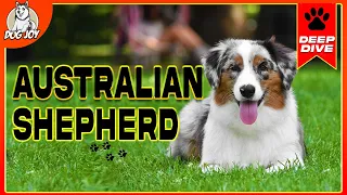 The World of Australian Shepherds: A Complete Guide