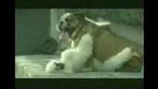 Rofl Dog cheating on another dog so sad :(