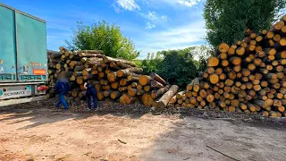 Збагачення через розкрадання лісу: на Сумщині викрили злочинну групу посадовців