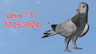 голуби Таджикистана 2024 г.  Курган-тюбе линии "Тельман"  (третий день)