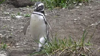Magellan-Pinguine im Beagle-Kanal