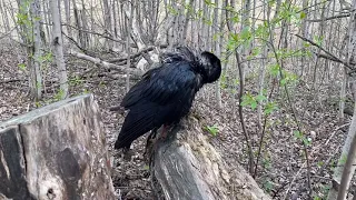 Обновление в соцсетях / купания вОрона / Гошу испачкали дрозды