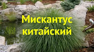 Мискантус китайский. Краткий обзор, описание характеристик miscanthus sinensis