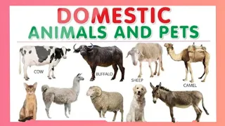 Domestic Animals and Pets | Their Difference |Animal Names in English and Malayalam | For Kids