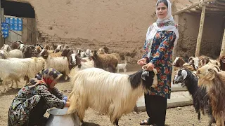 Daily life of Iranian nomads:Milking goats and making traditional yogurt/fresh goat milk