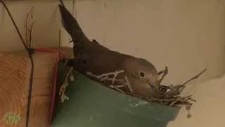 10 Minutes Of Your Life: Watching A Mourning Dove Incubation Period