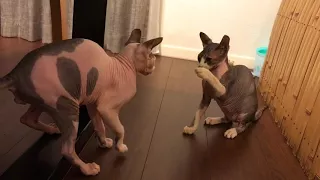 Sphinx Cat Fight