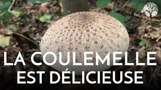 La coulemelle, ou lépiote élevée, est délicieuse !