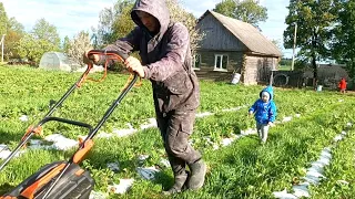 Наш первый огуречный урожай и выезд на рынок. Косим клубнику 2 дня. Порядки в теплице