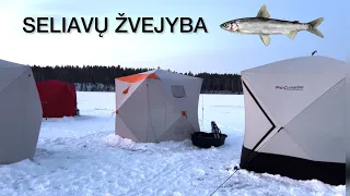 APIE SELIAVŲ ŽVEJYBA ATVIRAI 2024