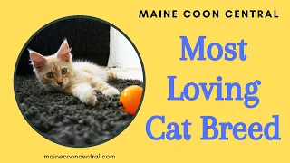 Male vs Female Maine Coon: Affection Levels