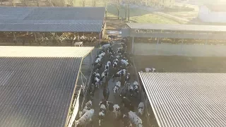 Milking of 500 dairy cows - Big farm in Italy