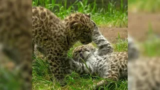 Watch Rare Baby Leopard Twins Wrestle In The Grass