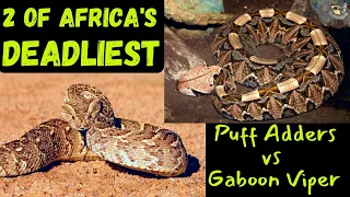 2 of Africa's Deadliest snakes | Gaboon Viper vs Puff Adder