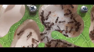 Новости о семье Camponotus nicobarensis