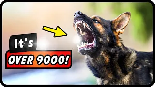 The Most POWERFUL Dog Bites! Who Takes The CROWN?!