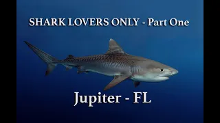 Best Shark Dive in Florida Part I