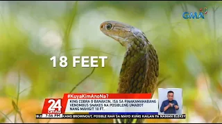 #KuyaKimAnoNa?: King Cobra o Banakon, isa sa pinakamahabang venomous snakes na... | 24 Oras