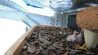 Kestrel Chicks Day 4 Feeding 15 December 2020