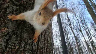Покормил Почти Знакомую белку / I Fed An Almost Familiar squirrel