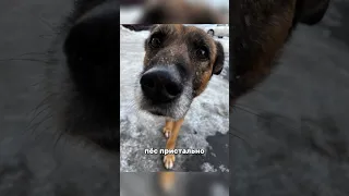 🐕😰Собака Странно Смотрела на Хозяина, а Потом...