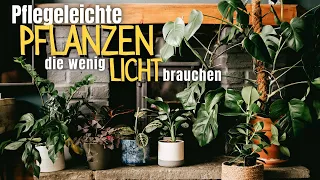 Zimmerpflanzen im Schatten 🌱 Die schönsten Pflanzen für dunkle Räume und wenig Licht!