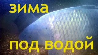 ЗИМА ПОД ВОДОЙ. О чём молчат рыбы 71