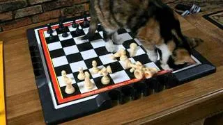 Funny cute kitten playing chess!