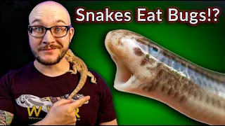 These Snakes EAT BUGS, Not Rodents! | Top 5 Insect Eating Snakes