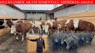 Gulshanbek AKANI SEMENTALL ABERDEEN ANGUS BUQALARI KELDI AJDAR BUQALAR EKAN QOBILJON YONDIRVORDI