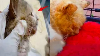 Cat Rescue - Watch This Scruffy Feral Cat Turn Into A Blue-Eyed Beauty