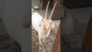 beautiful goat#youtubeshorts #animals #villagelife #viral #goat