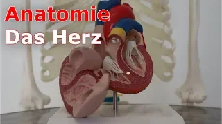 Der Aufbau des Herzens | Anatomie für Jedermann