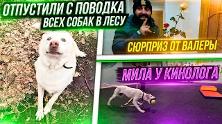 Отвели Милу к Кинологу. У нас проблемы🥺 Выпустили всех собак в лесу😱 Вольерщики наконец вернули все.