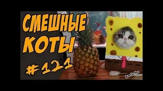 Смешные Кошки До Слёз Коты Приколы С Котами и Кошками 2018 Funny Cats