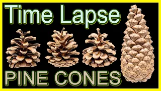 Pine Cones Opening Time Lapse