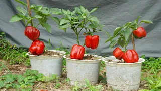How to grow bell peppers for large and beautiful fruits to eat all year round
