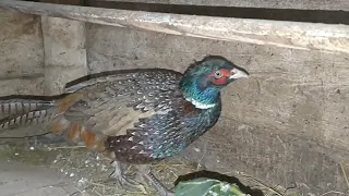 Фазани зимою fazan.pheasant