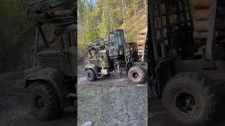 Застал в расплох. Незаконная вырубка леса 🌳