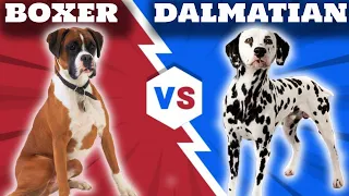 Boxer VS Dalmatian-Comparison