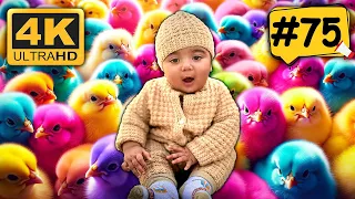World Cute Chickens, Colorful Chickens, Unique Cute Colorful Rainbow Chicks, Cute Animals | #75
